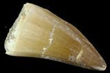 Mosasaur (Prognathodon) Tooth - Morocco #118988-1